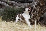 BOULEDOGUE AMERICAIN 086